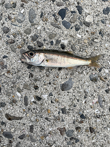 ムツの釣果