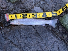 アメマスの釣果