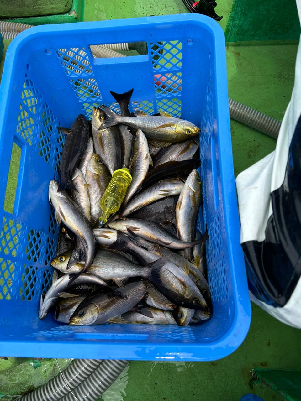 沖釣り大好きさんの釣果 1枚目の画像