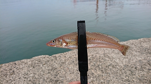 シロギスの釣果