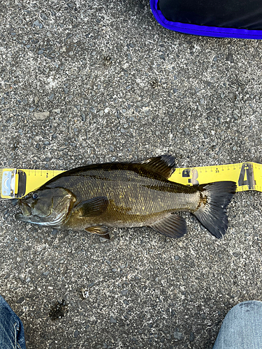 スモールマウスバスの釣果