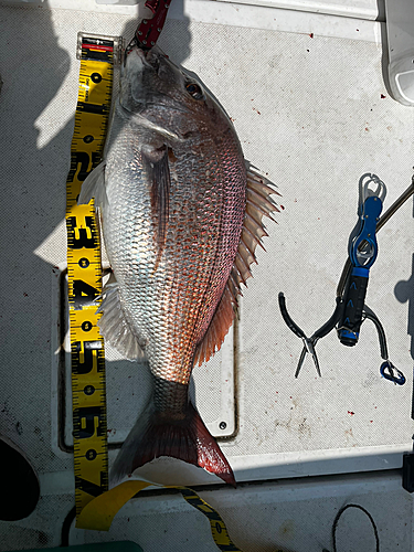 マダイの釣果