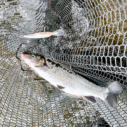 ニゴイの釣果