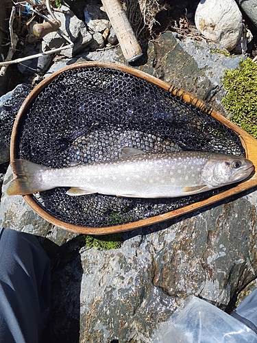 イワナの釣果