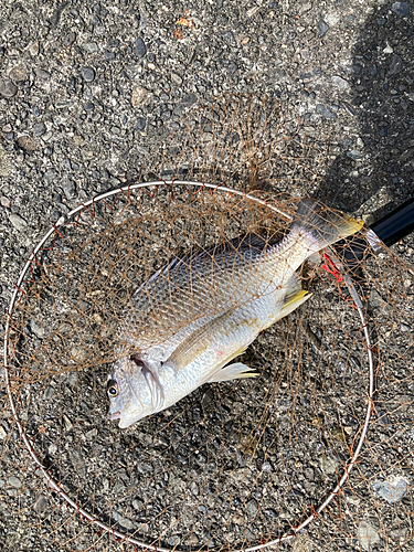 キビレの釣果