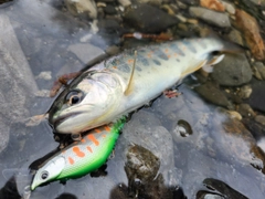 アマゴの釣果