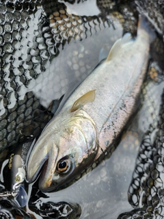 アマゴの釣果