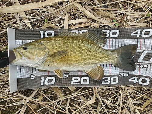 スモールマウスバスの釣果