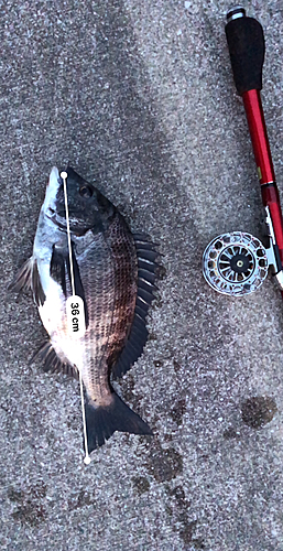 クロダイの釣果