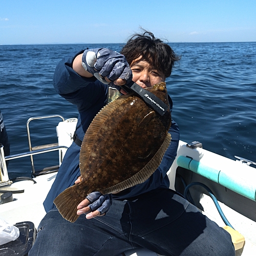 カレイの釣果