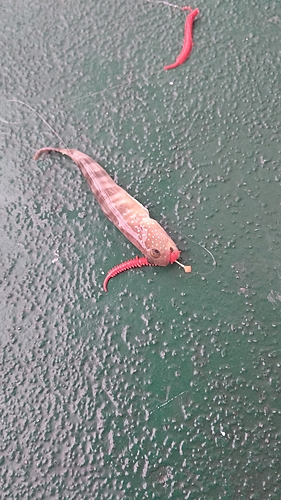 ハゼの釣果