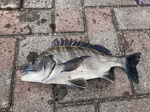 クロダイの釣果