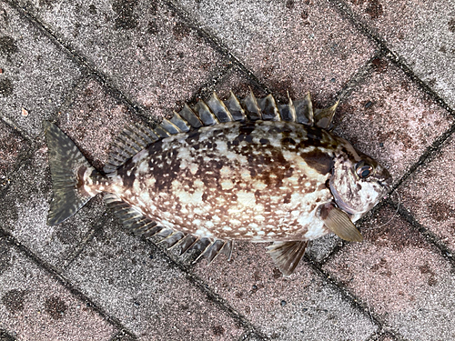 アイゴの釣果