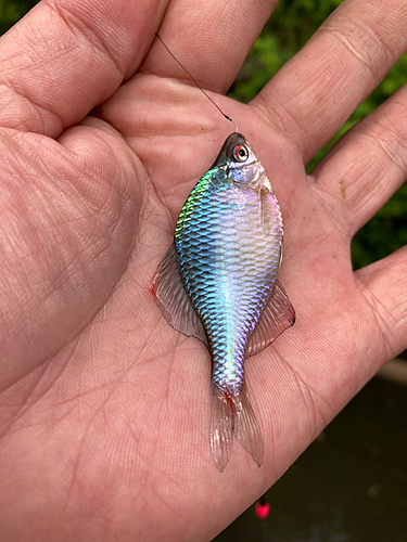 タイリクバラタナゴの釣果