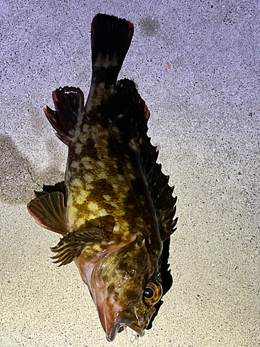 ガシラの釣果