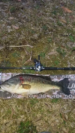 ブラックバスの釣果