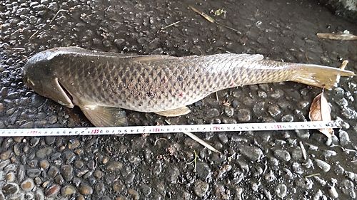 ノゴイの釣果