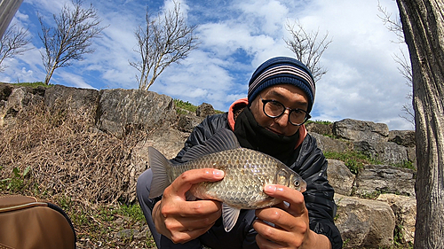 マブナの釣果