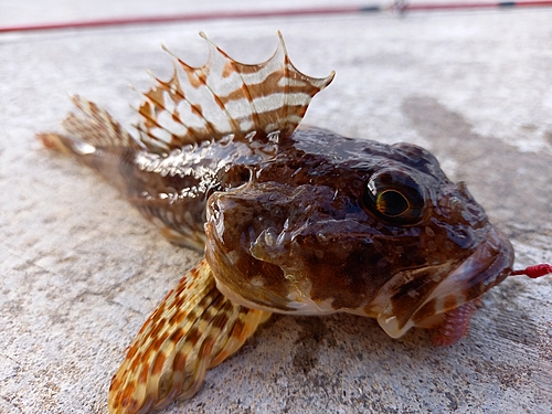 カジカの釣果