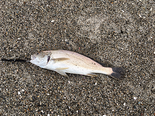 ニベの釣果