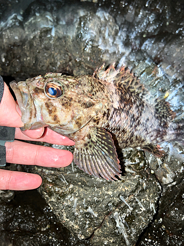 ソイの釣果