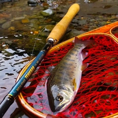 ヤマメの釣果