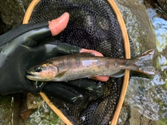 アマゴの釣果