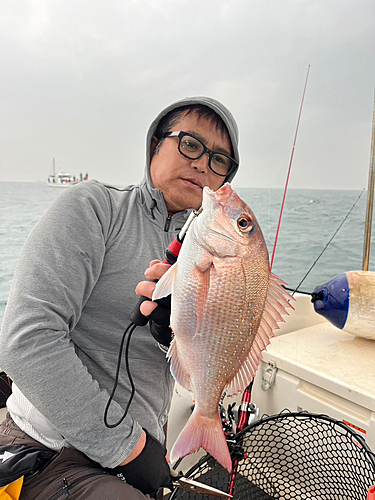 マダイの釣果