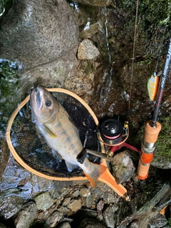 アマゴの釣果