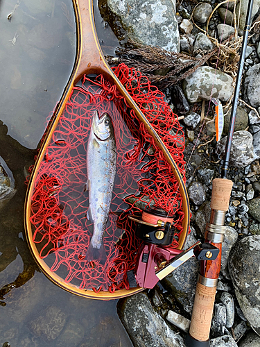 アマゴの釣果