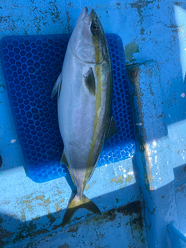 ワラサの釣果