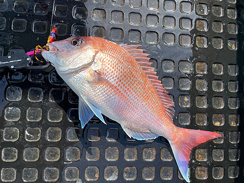 タイの釣果