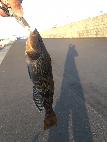 アイナメの釣果