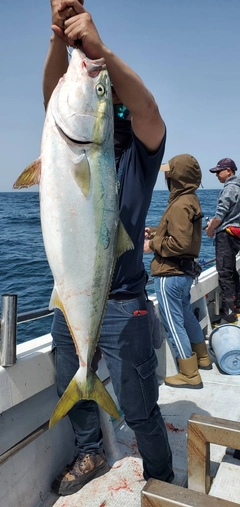 ブリの釣果