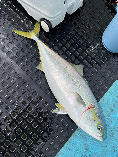 ブリの釣果