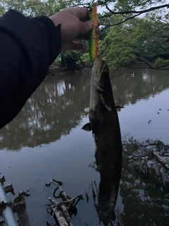 ニホンナマズの釣果