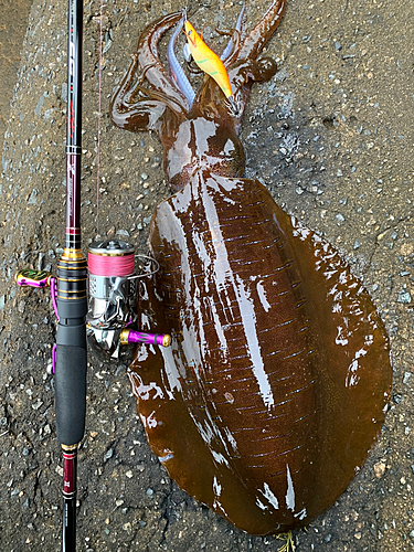 アオリイカの釣果