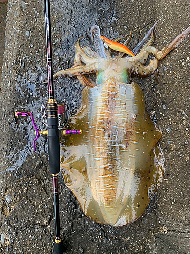 アオリイカの釣果