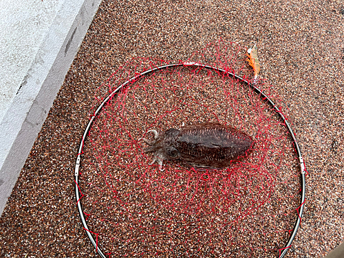 コウイカの釣果