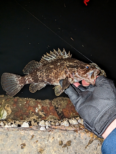 タケノコメバルの釣果