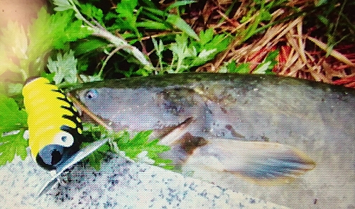 ナマズの釣果