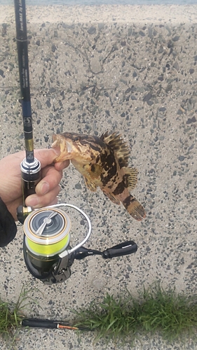 タケノコメバルの釣果