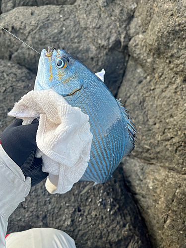 イスズミの釣果