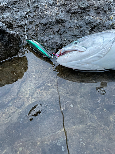 サクラマスの釣果