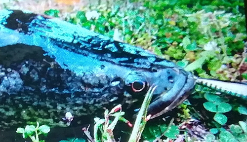 ライギョの釣果