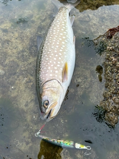 アメマスの釣果