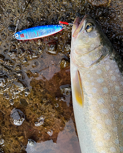 アメマスの釣果