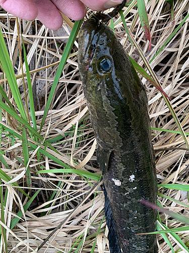 ライギョの釣果