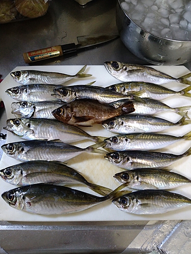 アジの釣果