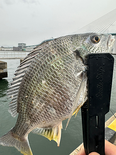 キビレの釣果